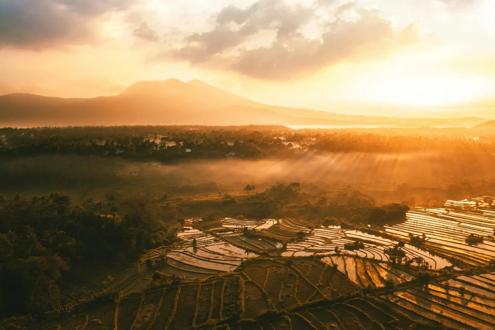 Beautiful Bali rice fields with lush green terraces, tall palm trees, and a misty mountain backdrop under a golden sunrise.